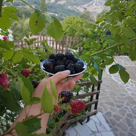 Quercia Antica *
